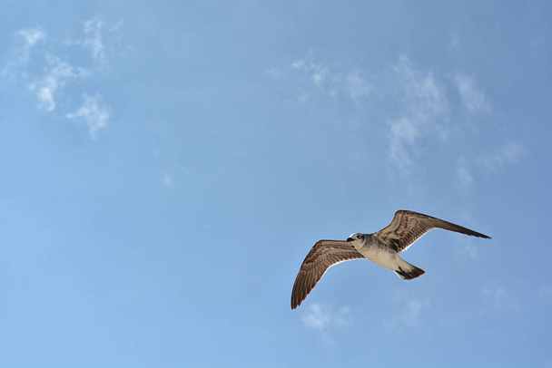 Gull flying with a blue sky background - Foto, Bild
