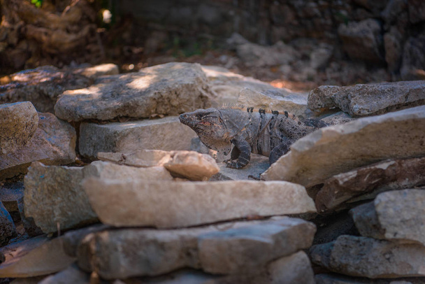 Um grande iguana banhos de sol em uma pedra calcária cinza close-up
. - Foto, Imagem