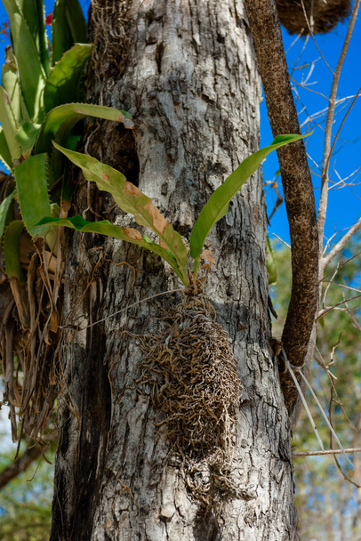 Il tronco di un albero secco ricoperto di piante parassite
. - Foto, immagini