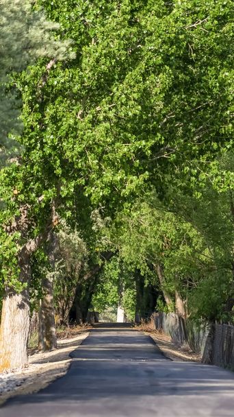 Vertikální rám hojné zelené listy z vysokých stromů tvořící klenbu nad sluncem osvětlenou silnicí - Fotografie, Obrázek