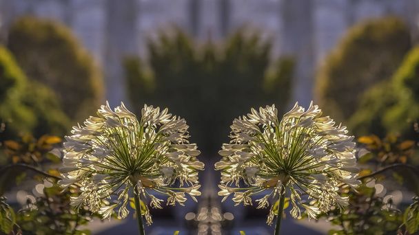 Ramka Panorama Podwójny widok pięknych białych kwiatów w kształcie kopuły w San Francisco w Kalifornii - Zdjęcie, obraz
