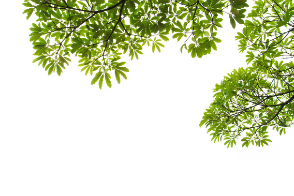 vihreät lehdet valkoisella pohjalla - Valokuva, kuva
