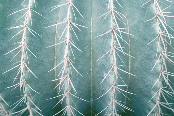 Close up of Golden Barrel Cactus. Pale green tone image. - Фото, изображение