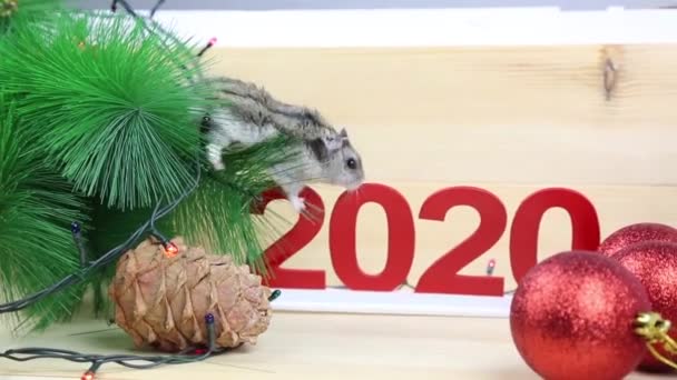 Home mouse near the New Year tree. A gray mouse hamster runs around Christmas tree branch and numbers from plastic 2020 - Video