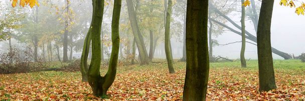 Misty Autumn Park, mooie oktober ochtend.  - Foto, afbeelding