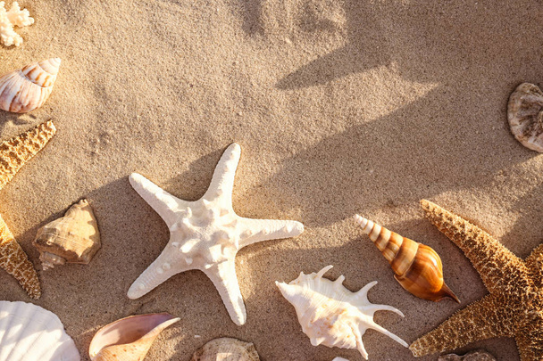 Flat lay composition with starfishes and seashells on sandy beach. Space for text - Photo, Image