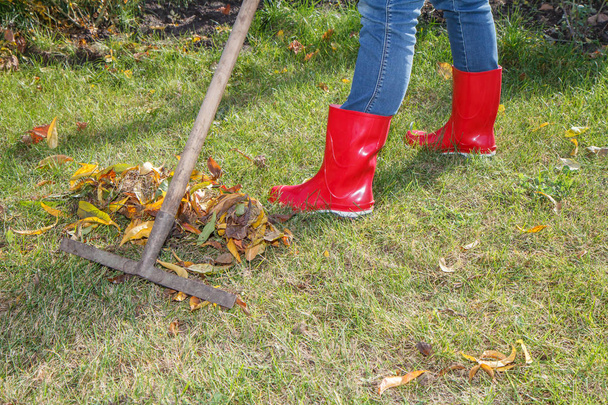 Puutarhuri puhdistaa puutarhan haravalla syksyllä
. - Valokuva, kuva