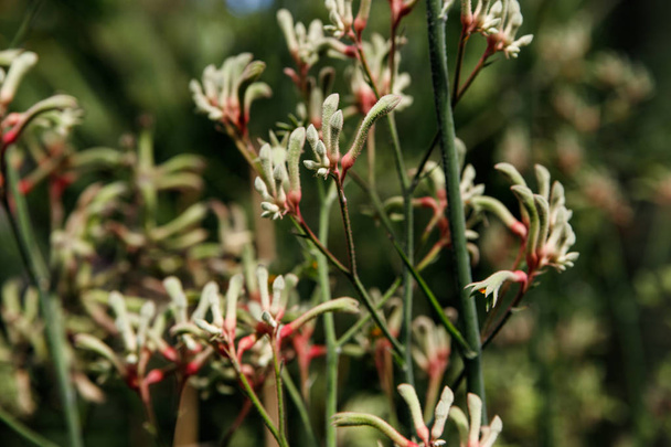 Taustavalaistu siluetti Australian syntyperäinen Red kenguru tassu kukkia, Anigozanthos, perhe Haemodoraceae bloodwort perhe
  - Valokuva, kuva