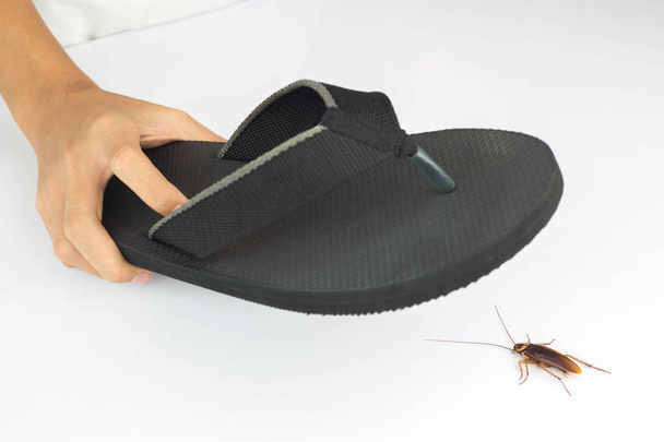 Ruční pantofle udeřou šváby na bílém stole.  - Fotografie, Obrázek