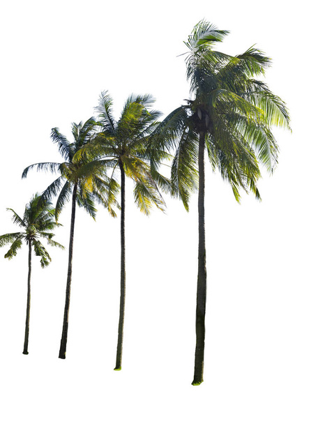 Hindistan cevizi palmiye ağacı izole - Fotoğraf, Görsel