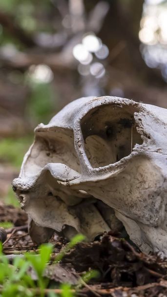vertikale Nahaufnahme von weißem Schädel und Zähnen eines toten Tieres, das auf dem Waldboden liegt - Foto, Bild