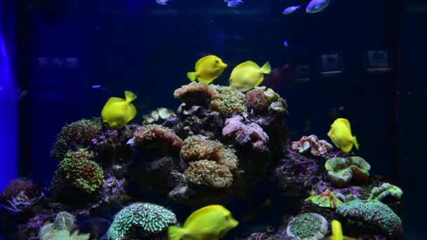 Mar anêmona animal macro vídeo 4k natureza oceano vida azul cor 4k vídeo macro close up
 - Filmagem, Vídeo