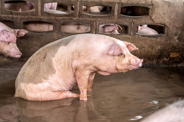 Cerdos jóvenes en granjas porcinas, Industria porcina - Foto, imagen