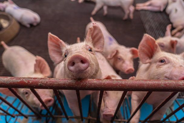 Porcos jovens em fazendas de porcos, indústria de porcos - Foto, Imagem