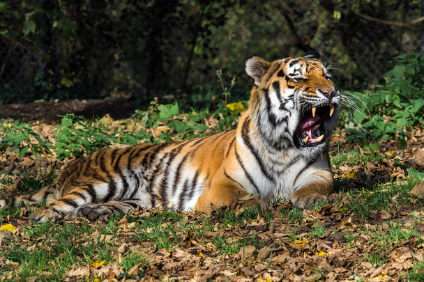 Η τίγρη της Σιβηρίας, Panthera tigris altaica στο ζωολογικό κήπο - Φωτογραφία, εικόνα