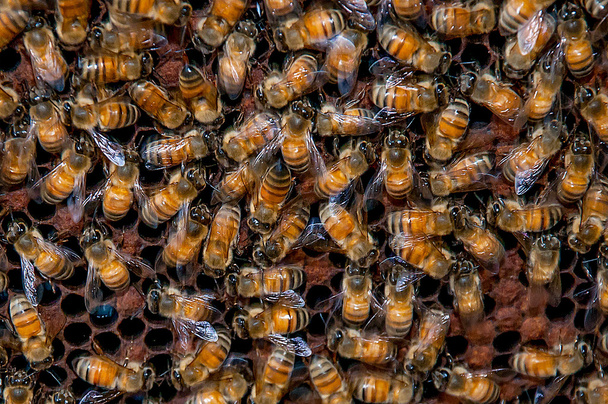 Arılara petek üzerinde çalışma - Fotoğraf, Görsel