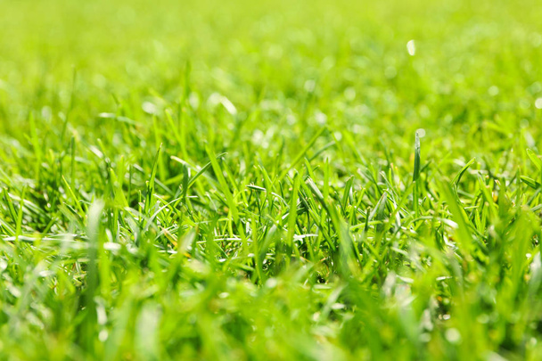 Fresh green grass texture. Natural background, close up - Photo, Image