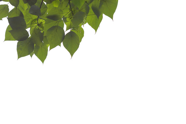 Beyaz arkaplanda yeşil yapraklar ve dallar izole - Fotoğraf, Görsel
