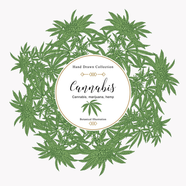 Cannabis-Hintergrund. Marihuana-Hose von Hand gezogen. Heilpflanzen von Hand gezeichnet. Vektorbotanische Illustration. - Vektor, Bild