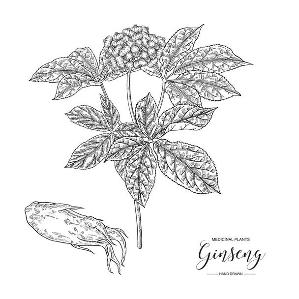 Panax ginseng. Kézzel rajzolt gyökér, levelek és bogyók a ginseng izolált fehér háttér. Gyógynövények gyűjtemény. fekete-fehér vektoros illusztráció.  - Vektor, kép