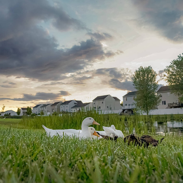 Square Ducks közel a tó közepette hatalmas füves terep fehér otthonok a háttérben - Fotó, kép