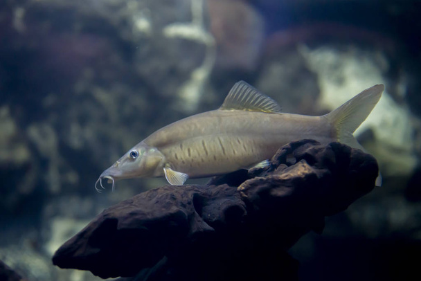 タイの水族館でタイガーローチやボティアヘロデス魚 - 写真・画像