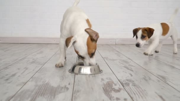 Две собаки едят пищу из миски
 - Кадры, видео