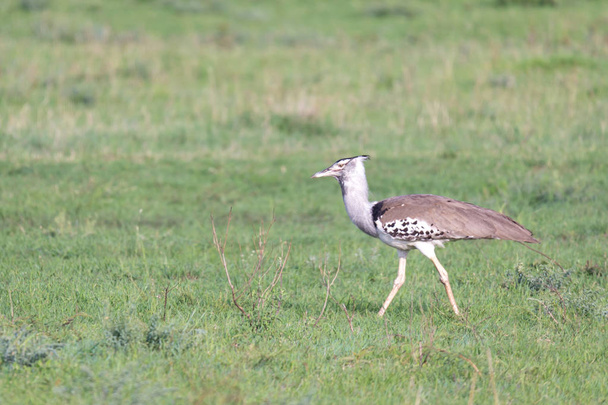 Native Kenyan birds in their natural environment - Fotó, kép
