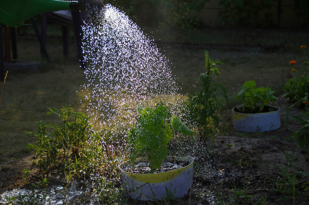 Полив растений в саду
 - Фото, изображение