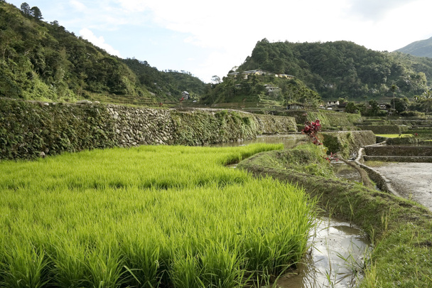 Terrasses de riz Ifugao
 - Photo, image