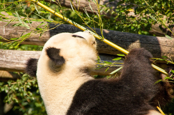 schattig reuzenpanda eten sommige bamboe - Foto, afbeelding