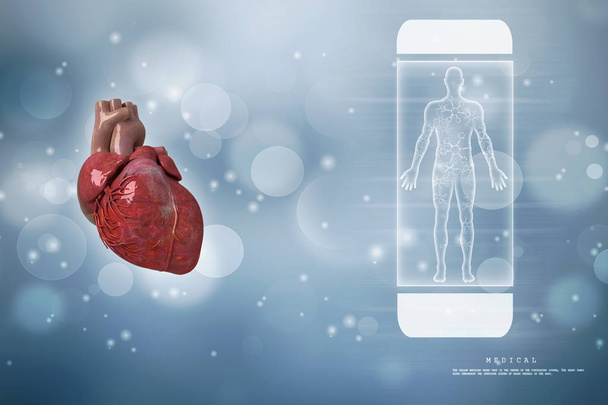 3D Illustration Anatomie des menschlichen Herzens  - Foto, Bild