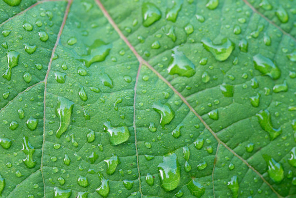 water drops on vine leaf macro - Photo, Image
