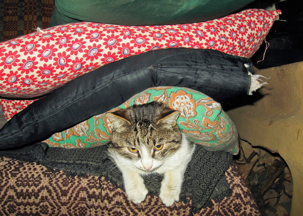Kot leżący na łóżku, nad którym znajdują się poduszki - Zdjęcie, obraz