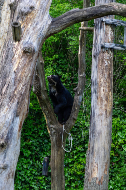 Черный медведь лазает по стволам деревьев в зоопарке
 - Фото, изображение