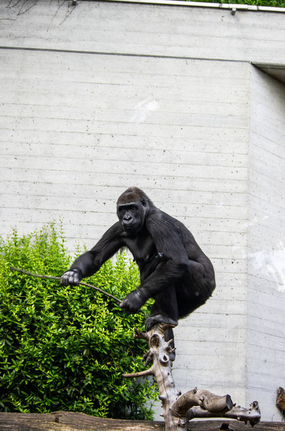 Duże kobiece goryl w zoo w Zurychu - Zdjęcie, obraz