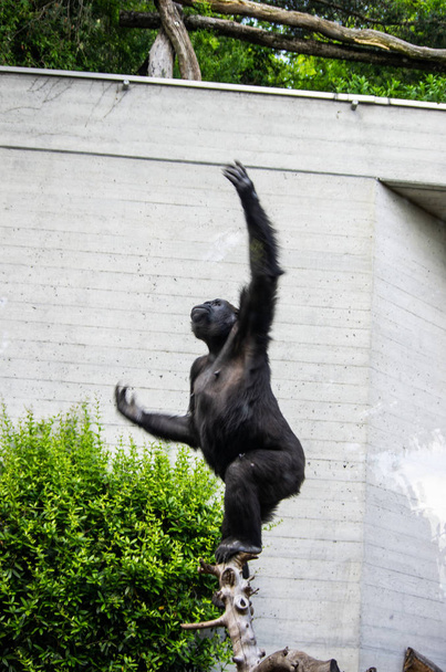Grande gorila fêmea em um zoológico de Zurique
 - Foto, Imagem