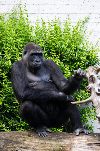 Zürih Hayvanat Bahçesi'nde büyük dişi goril - Fotoğraf, Görsel