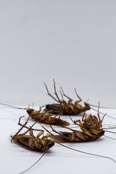 Kakkerlakken zijn dragers van de ziekte - Foto, afbeelding