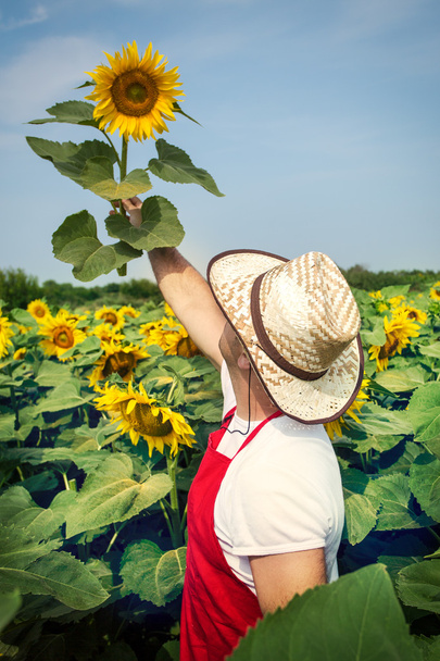 Farmer standing in a sunflower field - Valokuva, kuva