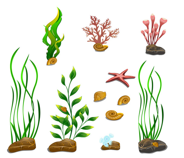 Kasvit, kivet ja etanat merenpohjasta. Eristetty valkoisiin eri esineisiin. Vedenalainen maailma
. - Vektori, kuva