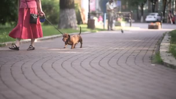 przycięte wideo z stary Kobieta w czerwony sukienka chodzenie Dachshund pies na smyczy w Park, wideo - Materiał filmowy, wideo