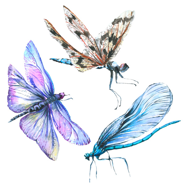 exotische Libelle wildes Insekt. Aquarell Hintergrundillustration Set. isolierte Libelle Illustrationselement. - Foto, Bild