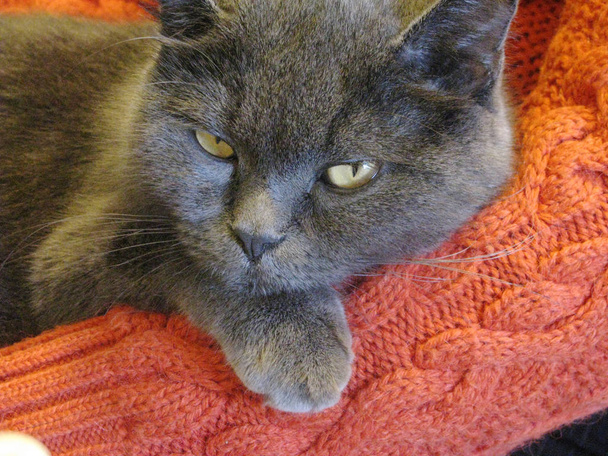 Raça de gato Russo Azul bem-aventurança na mão da anfitriã
 - Foto, Imagem