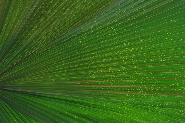 Hoja jugosa gruesa de una planta verde grande
 - Foto, Imagen