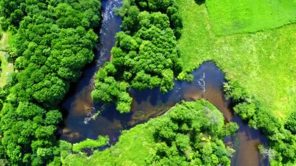 Polonya'da eski yeşil orman ve nehir üst görünümü, havadan görünümü, Tuchola milli parkı - Video, Çekim