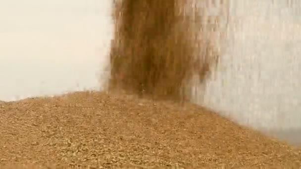 Крупный план устойчивого потока зерна пшеницы, пробуждающегося в большой курган под открытым небом. Производство хлеба и добыча пшеницы. Сбор зерновых культур. Просеивание пшеницы
 - Кадры, видео