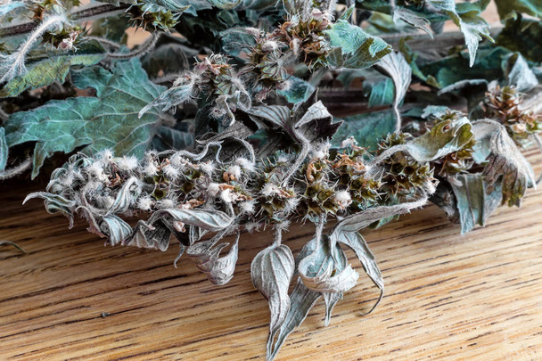 Motherwort - a medicinal plant with a calming effect - Photo, Image