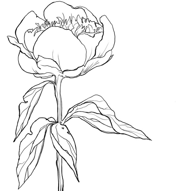 blossoming open peony outline illustration graph, mountain peony - Photo, Image