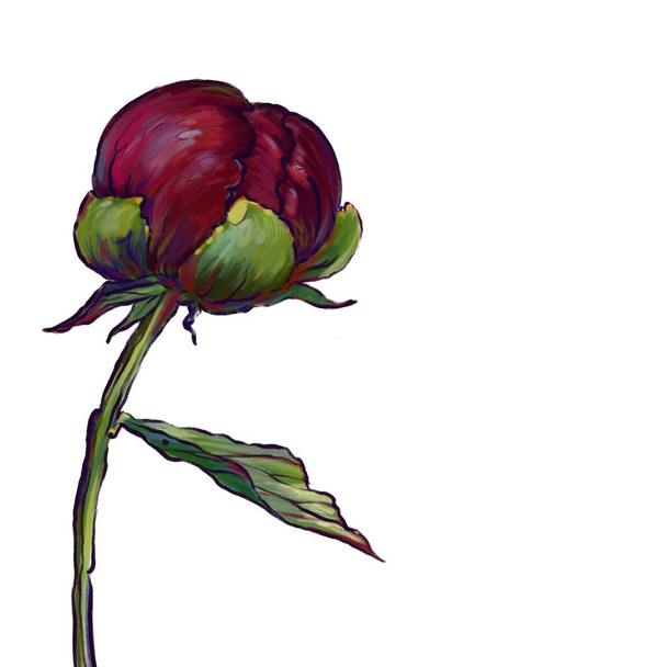 Burgundská Peta, zahradní květina, peónská ilustrace, kvetoucí pekup, pobočka s Peony  - Fotografie, Obrázek
